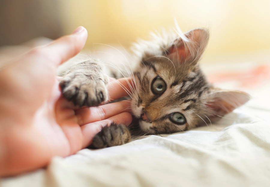 How to Stop a Kitten From Biting Teething Kitty Solutions